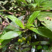 Psychotria josephi (Kuntze) Kottaim.